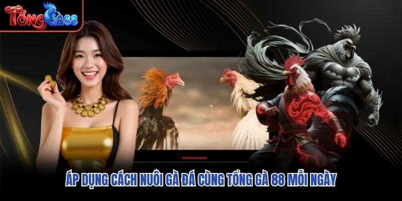 Áp dụng cách nuôi gà đá cùng Tổng Gà 88 mỗi ngày