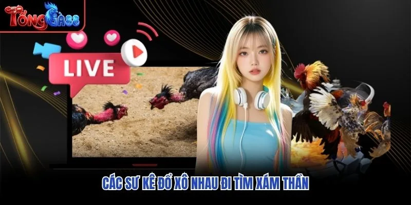 Các sư kê đổ xô nhau đi tìm xám thần