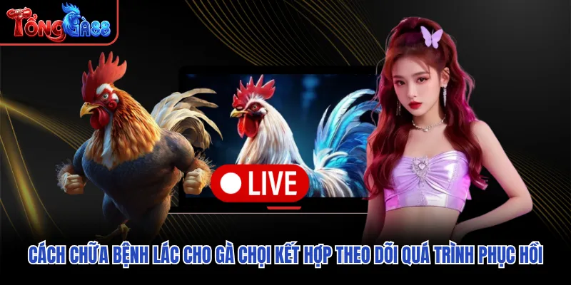 Cách chữa bệnh lác cho gà chọi kết hợp theo dõi quá trình phục hồi Cách chữa bệnh lác cho gà chọi kết hợp theo dõi quá trình phục hồi