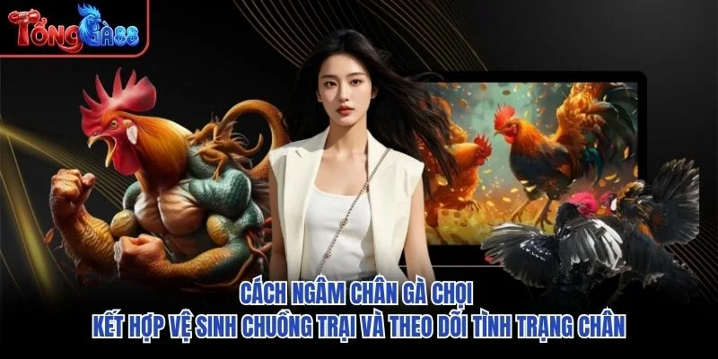 Cách ngâm chân gà chọi kết hợp vệ sinh chuồng trại và theo dõi tình trạng chân Cách ngâm chân gà chọi kết hợp vệ sinh chuồng trại và theo dõi tình trạng chân