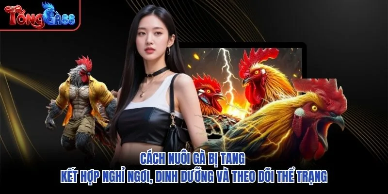Cách nuôi gà bị tang kết hợp nghỉ ngơi, dinh dưỡng và theo dõi thể trạng Cách nuôi gà bị tang kết hợp nghỉ ngơi, dinh dưỡng và theo dõi thể trạng