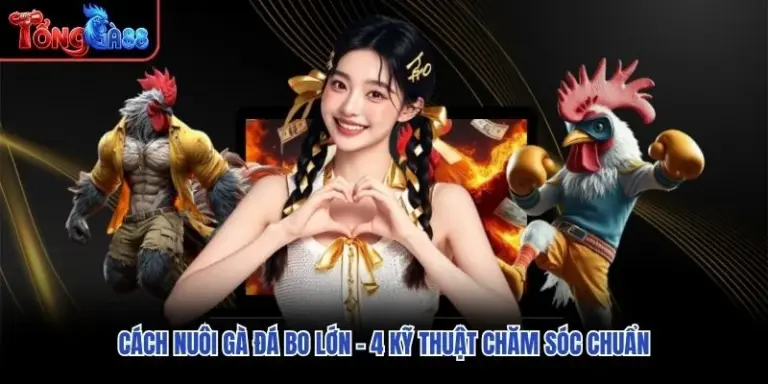 Cách Nuôi Gà Đá Bo Lớn - 4 Kỹ Thuật Chăm Sóc Chuẩn