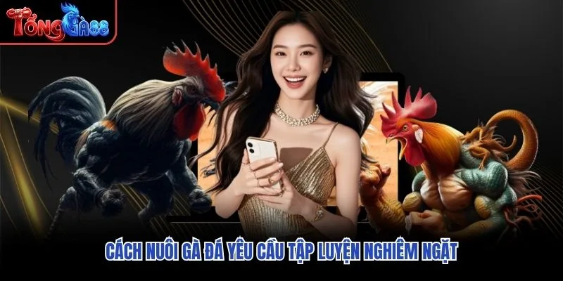 Cách nuôi gà đá yêu cầu tập luyện nghiêm ngặt