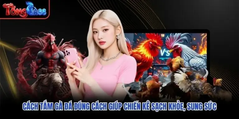 Cách Tắm Gà Đá Đúng Cách Giúp Chiến Kê Sạch Khỏe, Sung Sức