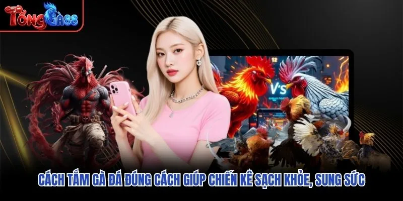 Cách Tắm Gà Đá Đúng Cách Giúp Chiến Kê Sạch Khỏe, Sung Sức