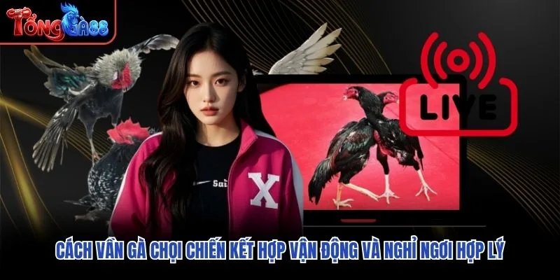 Cách vần gà chọi chiến kết hợp vận động và nghỉ ngơi hợp lý Cách vần gà chọi chiến kết hợp vận động và nghỉ ngơi hợp lý