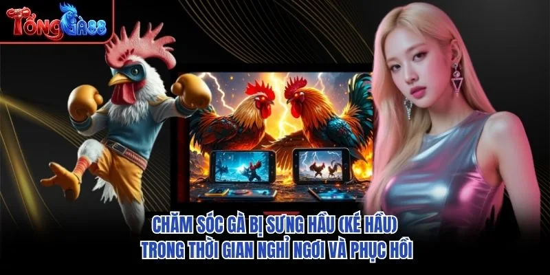 Chăm sóc gà bị sưng hầu (ké hầu) trong thời gian nghỉ ngơi và phục hồi Chăm sóc gà bị sưng hầu (ké hầu) trong thời gian nghỉ ngơi và phục hồi