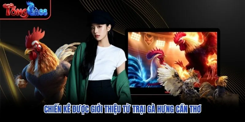 Chiến kê được giới thiệu từ trại gà Hưng Cần Thơ