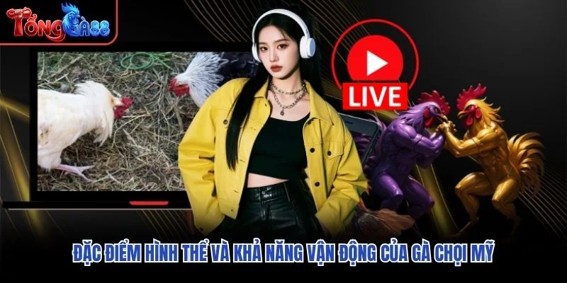Đặc điểm hình thể và khả năng vận động của Gà Chọi Mỹ