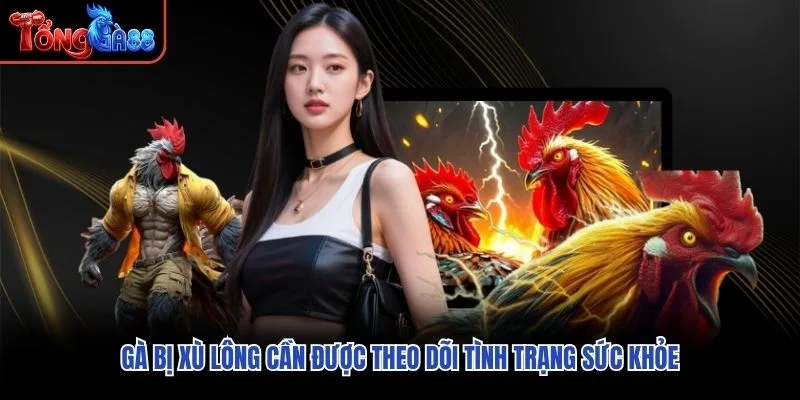 Gà bị xù lông cần được theo dõi tình trạng sức khỏe