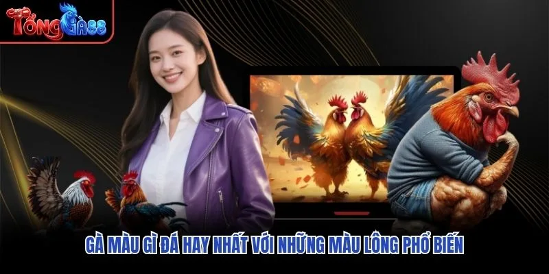 Gà màu gì đá hay nhất với những màu lông phổ biến Gà màu gì đá hay nhất với những màu lông phổ biến