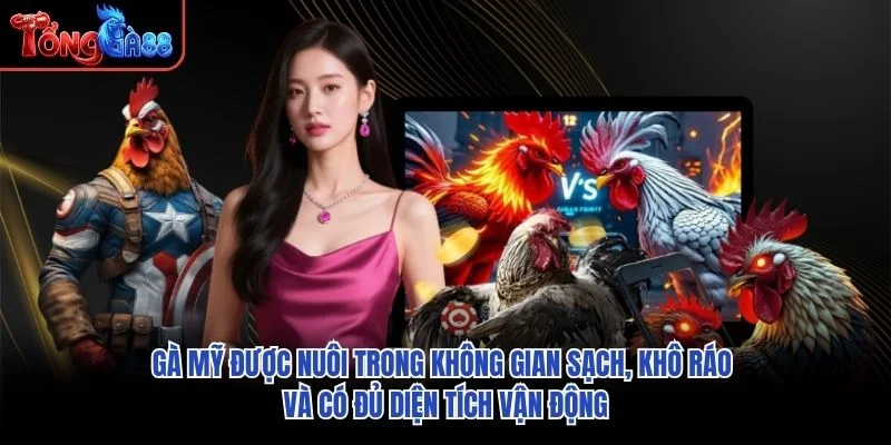 Gà Mỹ được nuôi trong không gian sạch, khô ráo và có đủ diện tích vận động