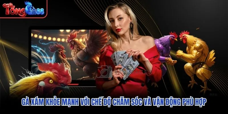 Gà Mỹ khỏe mạnh với dáng đứng vững và trạng thái vận động linh hoạt