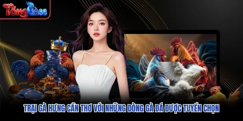 Trại gà Hưng Cần Thơ với những dòng gà đá được tuyển chọn