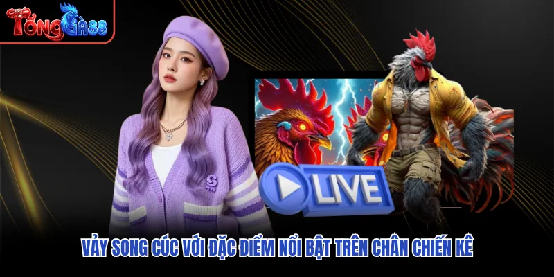 Vảy song cúc với đặc điểm nổi bật trên chân chiến kê Vảy song cúc với đặc điểm nổi bật trên chân chiến kê